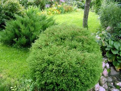 Хвойные деревья и кусты