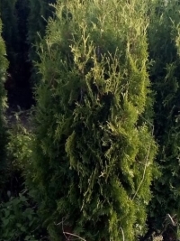 Tuja Columna 1.50 м