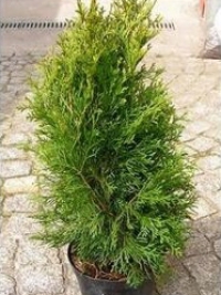 Tuja Columna 1.20 м
